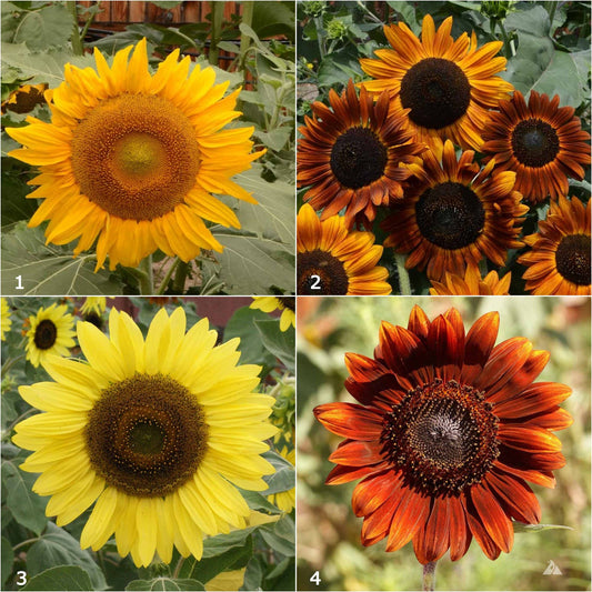 Garden Sprinkles | Grow Love Sunflower | Spring Gift - Heartfelt Gift Box