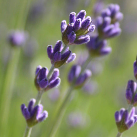 Garden Sprinkles | Lavender | Best Seller | Spring gift idea - Heartfelt Gift Box