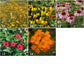 Garden Sprinkles Wildflowers | Best Seller | Spring flowers - Heartfelt Gift Box