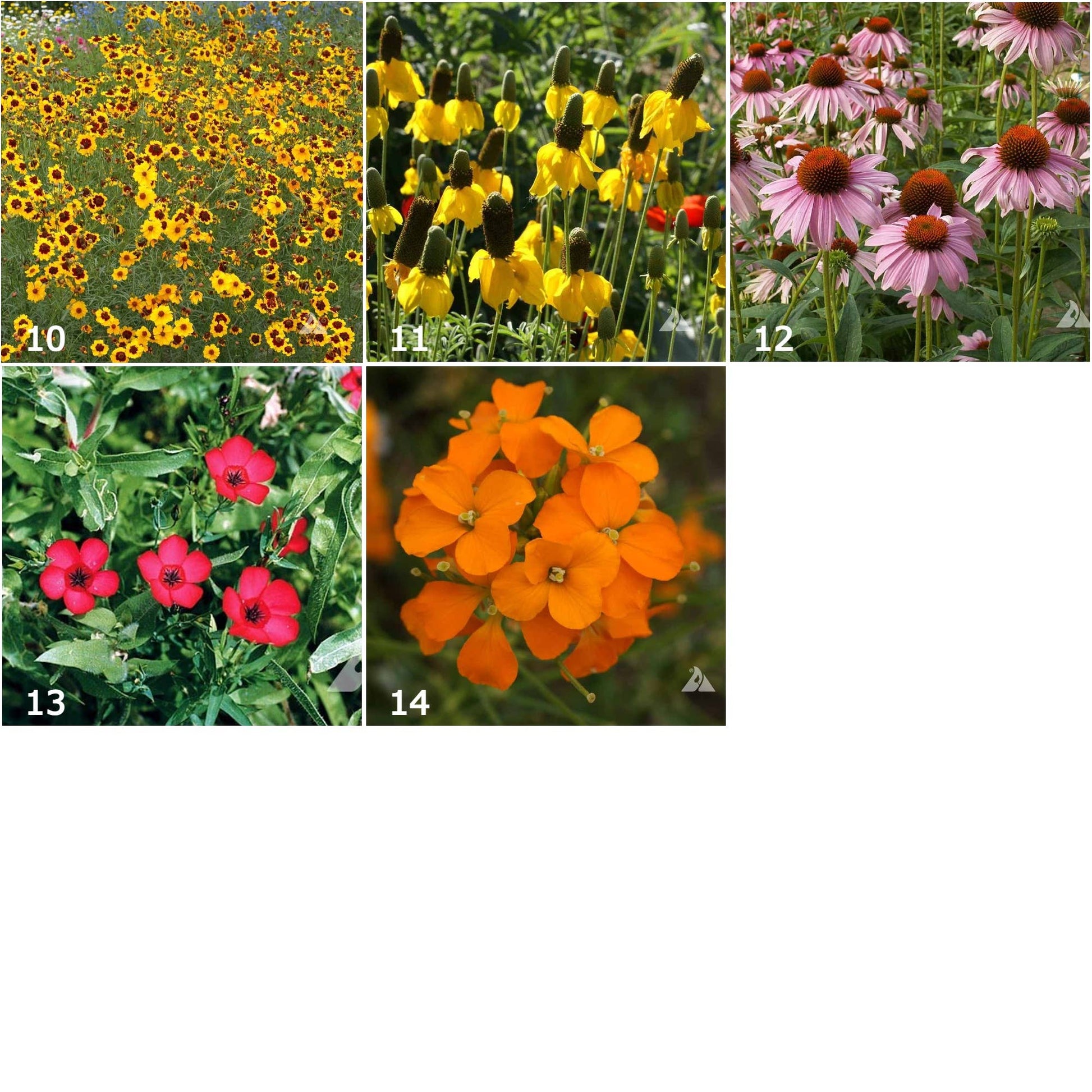 Garden Sprinkles Wildflowers | Best Seller | Spring flowers - Heartfelt Gift Box