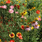 Garden Sprinkles Wildflowers | Best Seller | Spring flowers - Heartfelt Gift Box