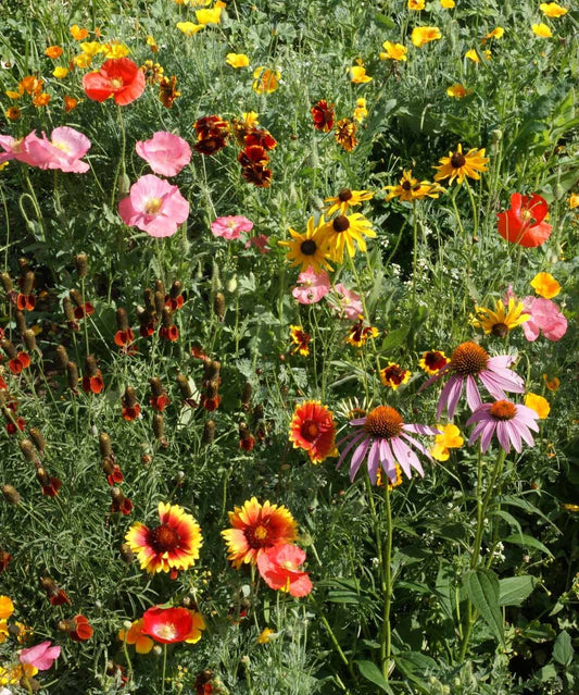 Garden Sprinkles Wildflowers | Best Seller | Spring flowers - Heartfelt Gift Box