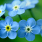 Garden Sprinkles | Forget-Me-Not | Wedding favor idea - Heartfelt Gift Box