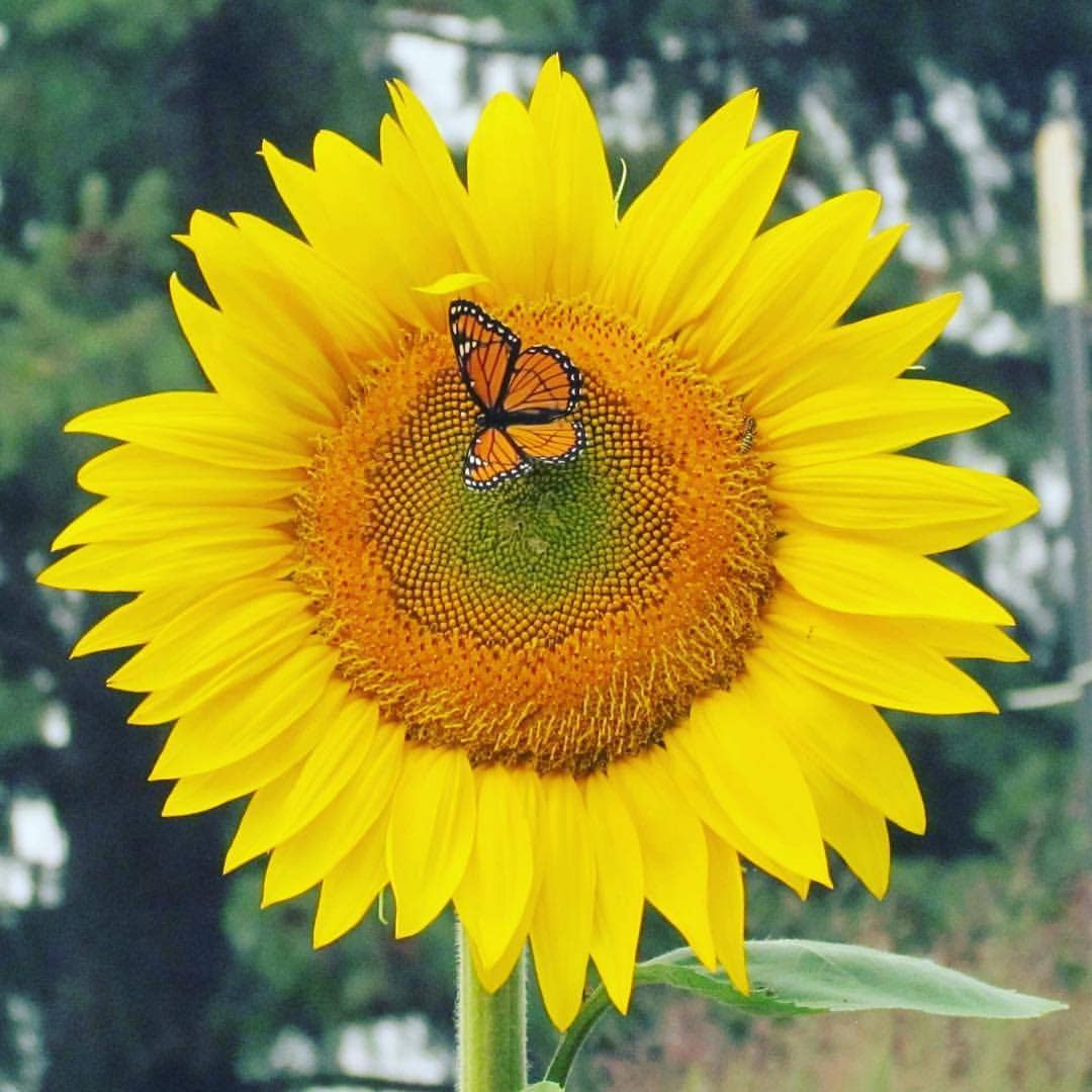 Garden Sprinkles | Grow Love Sunflower | Spring Gift - Heartfelt Gift Box