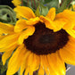 Garden Sprinkles | Grow Love Sunflower | Spring Gift - Heartfelt Gift Box