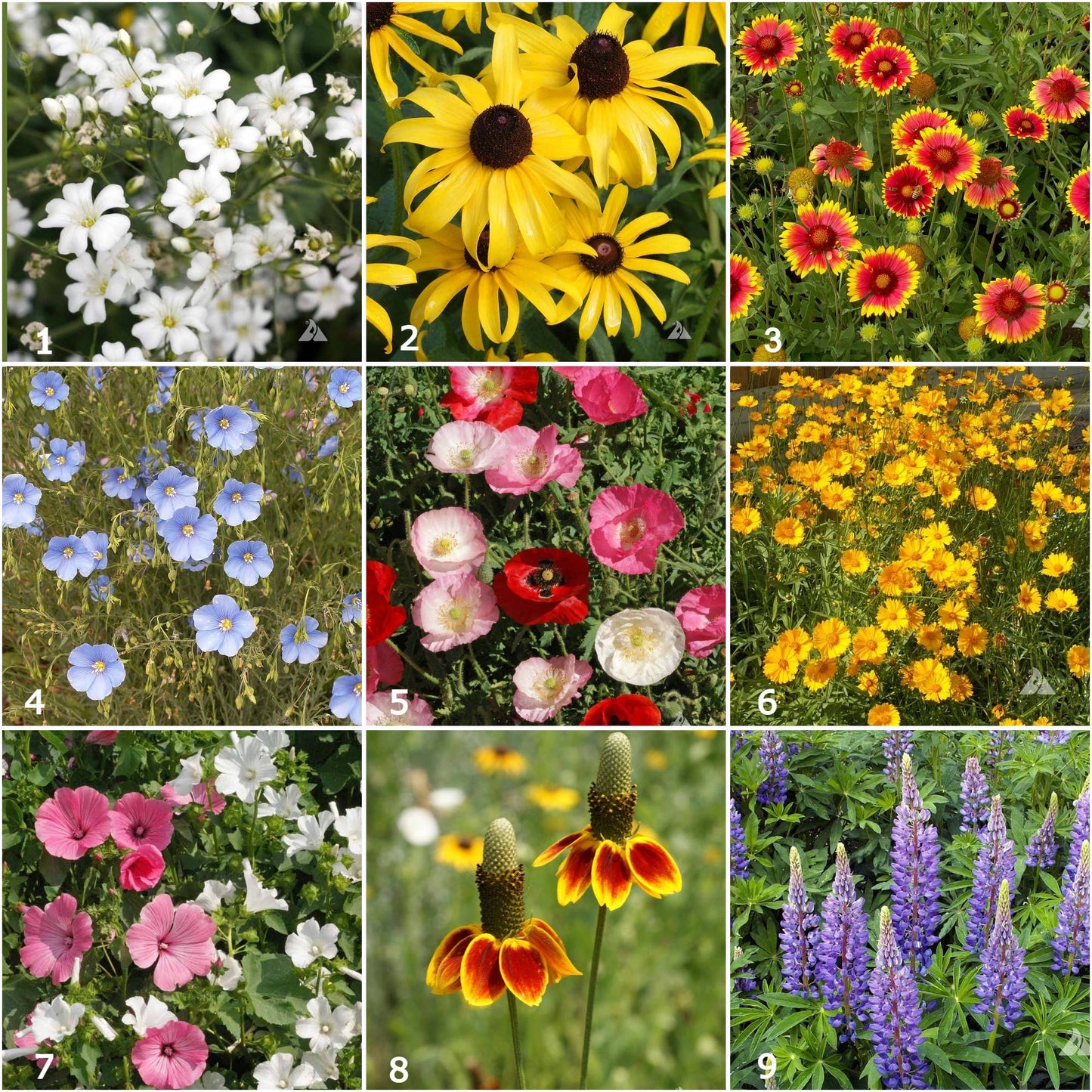 Garden Sprinkles Wildflowers | Best Seller | Spring flowers - Heartfelt Gift Box