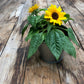 Garden Sprinkles | Grow Love Sunflower | Spring Gift - Heartfelt Gift Box