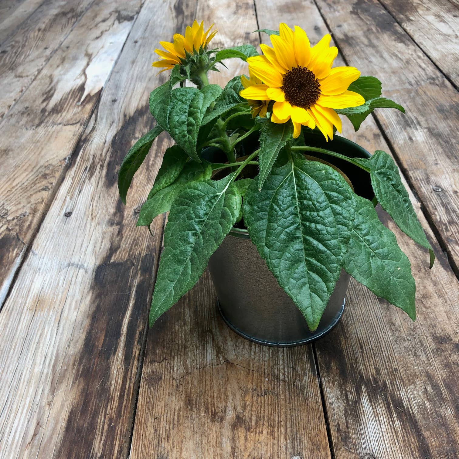 Garden Sprinkles | Grow Love Sunflower | Spring Gift - Heartfelt Gift Box